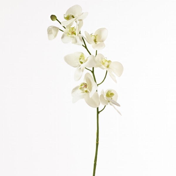 Orchidee 8-Blüten