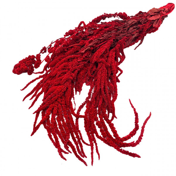 Amaranthus 150gr