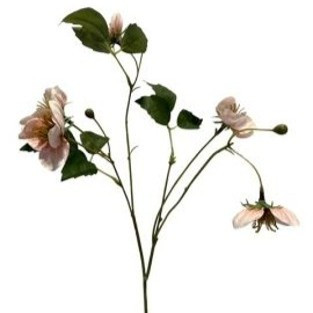 (ab 15.9. erhältlich) Christrose
