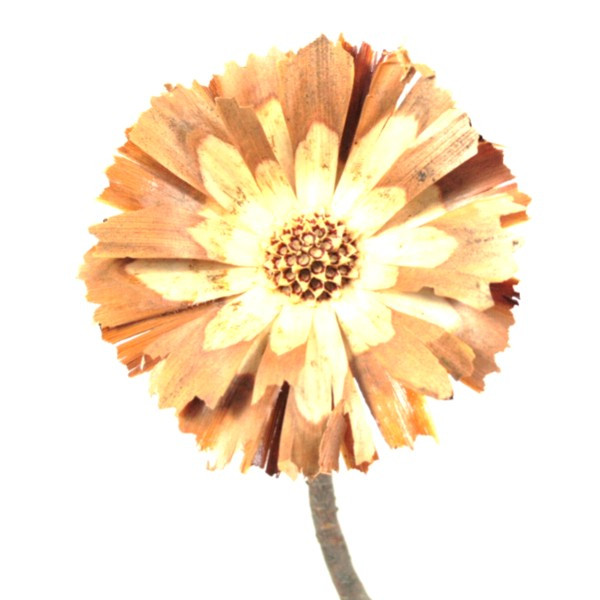 Protea geschn. helle Mitte 10-12cm