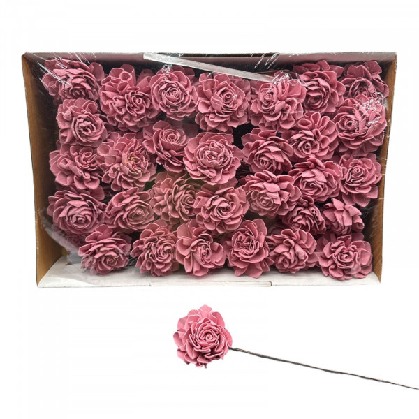 Sola Dahlien - Blüte auf Draht