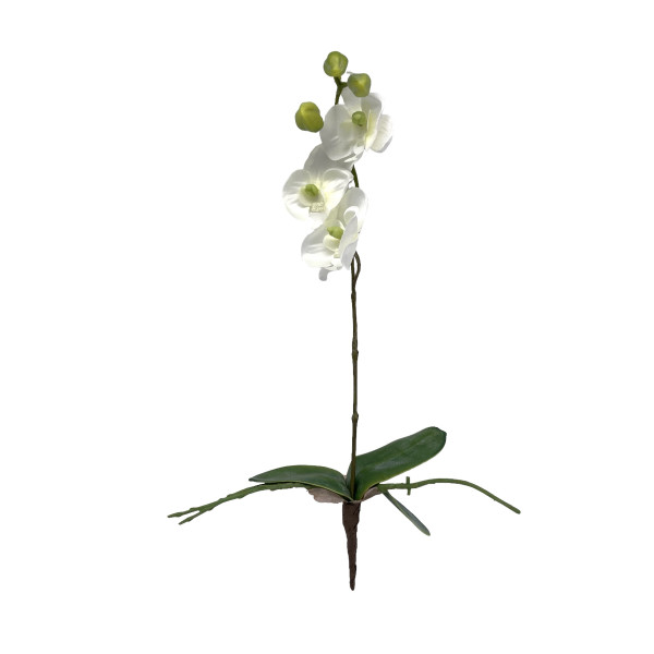 Mini Orchidee mit Blatt