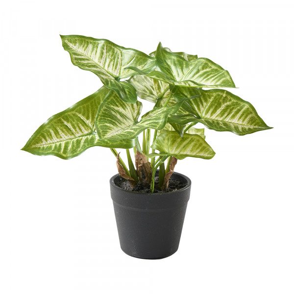 Syngonimus Busch 8 Blatt