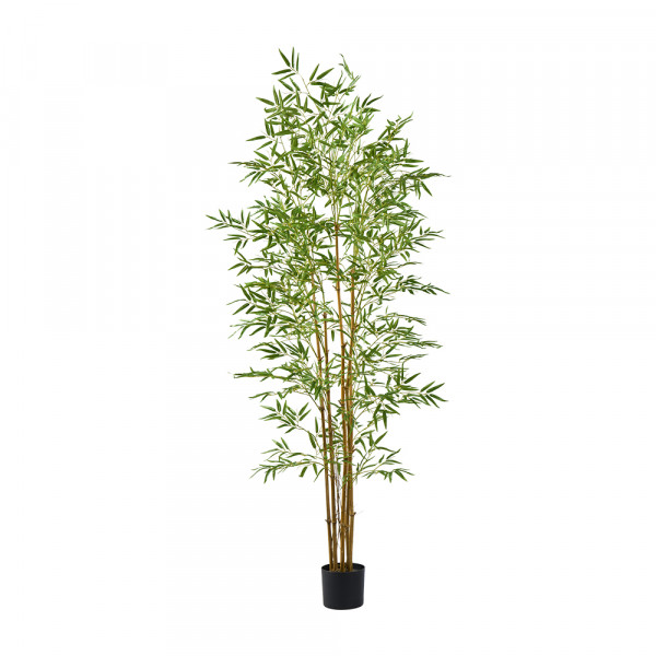 Vorbestellung: (038) Bambus im Topf