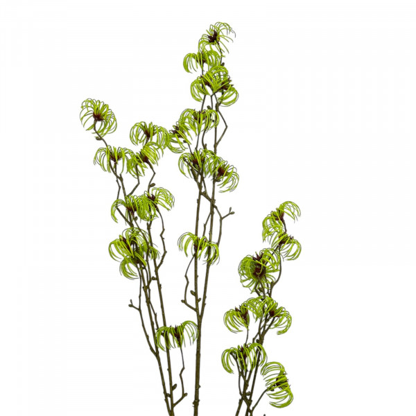 Clematis Fruchtstand Zweig