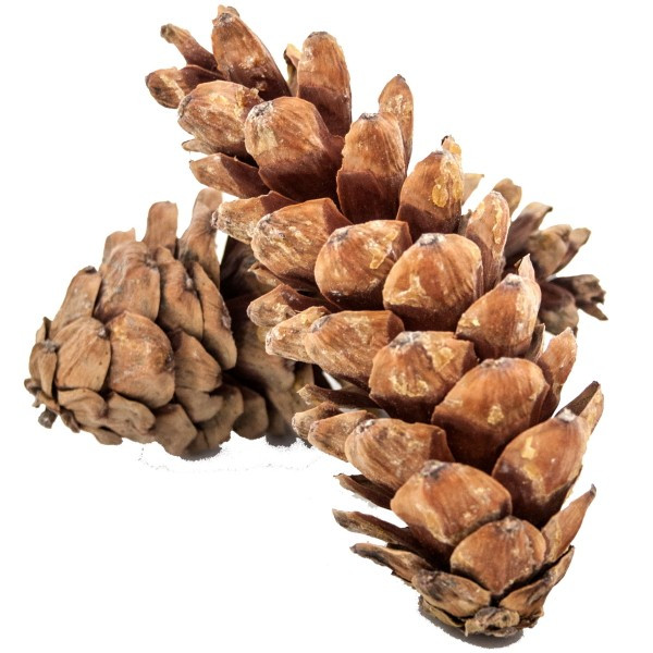 Peuce Zapfen natur