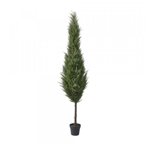 Zeder Baum im Topf