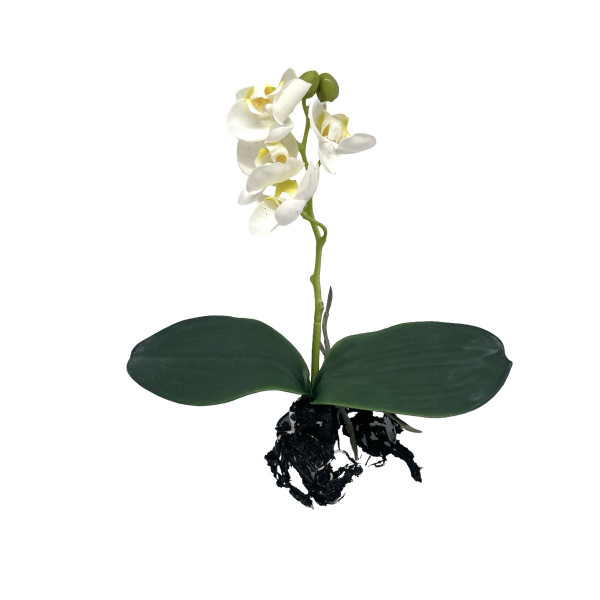 Mini Orchidee m.Blatt&amp; Erde