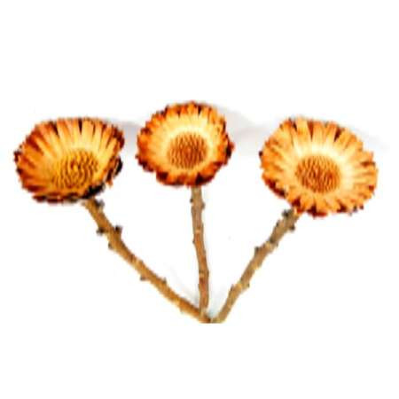 Protea Repens Rosette klein