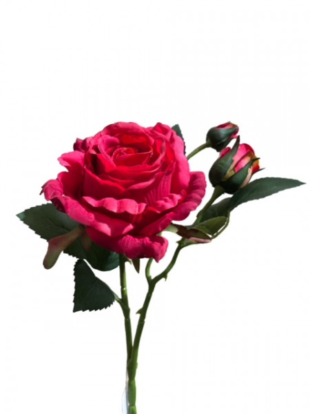 Rosenzweig "Leonore"