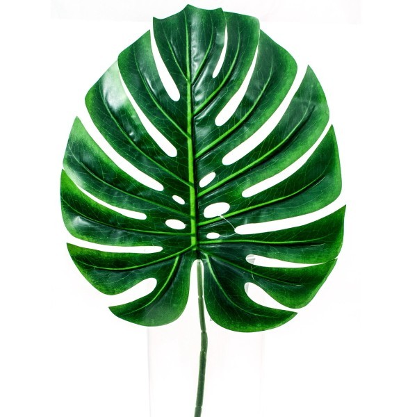 Monstera Blatt