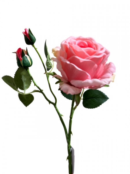 Rosenzweig "Leonore"