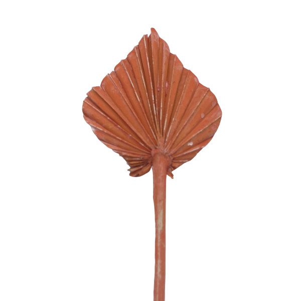 Palmspear gefrostet
