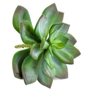 Echeveria-Pick