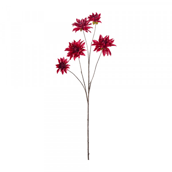Dahlien x5