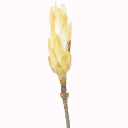 Protea Repens