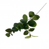 Eukalyptuszweig Eukalyptuszweig