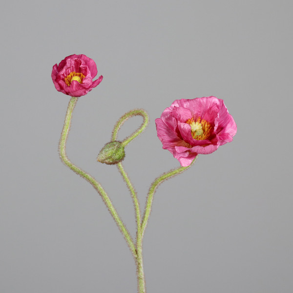 Mohn mit zwei Blüten und einer Knospe
