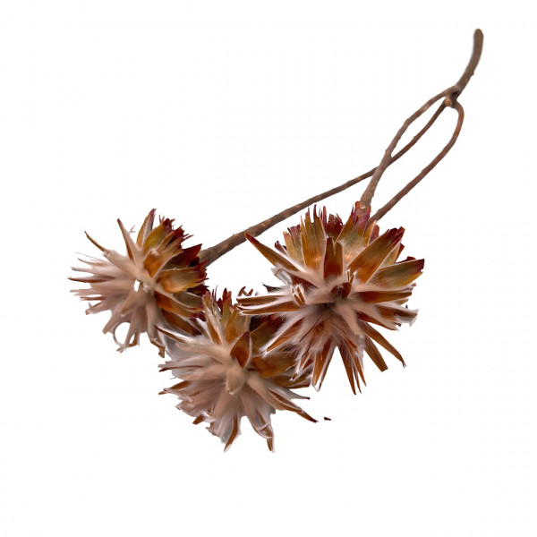 Leucospernum Umkarton