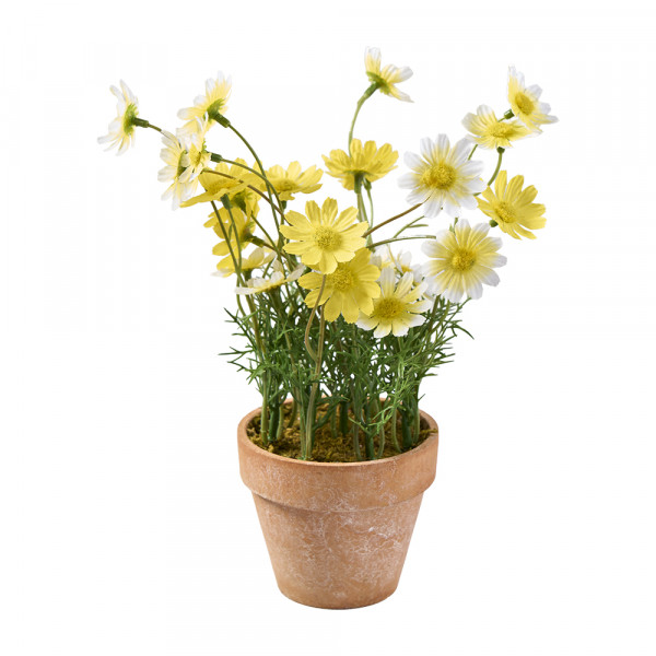 Vorbestellung: (111) Daisy im Topf