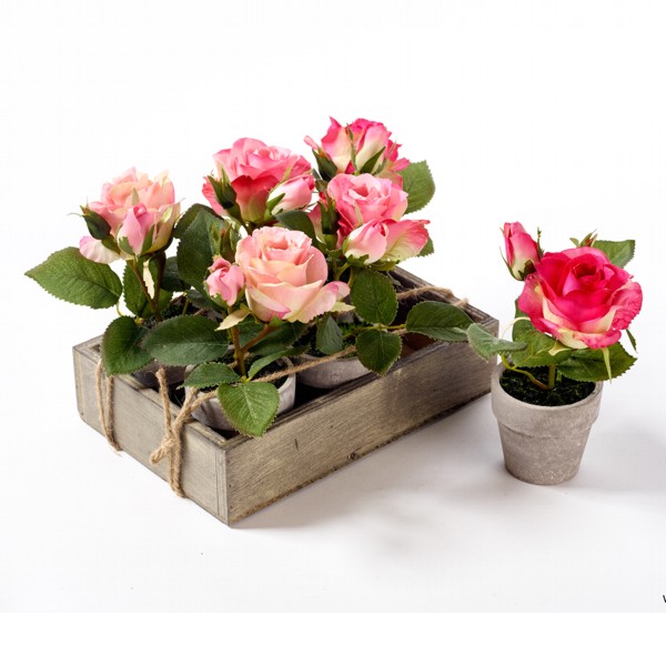 Rose im Topf Pflanzen Blumen Hinteregger