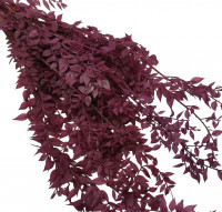 Ruscus 400gr Ruscus 400gr