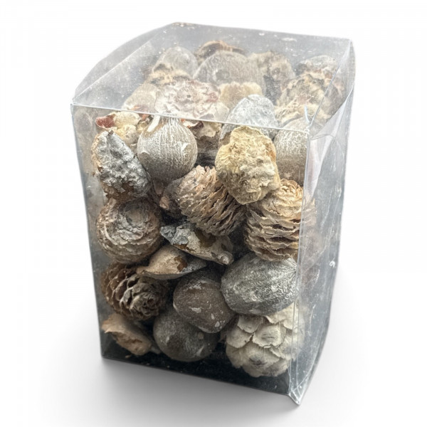 Leucodendron gemischt