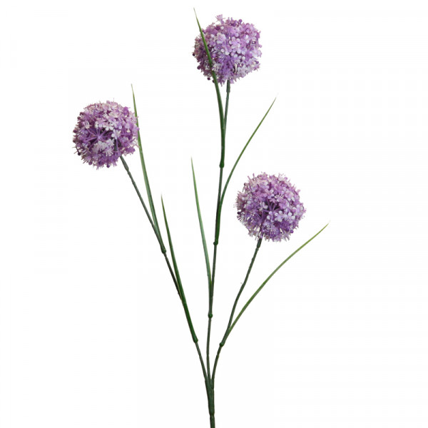 Allium x3