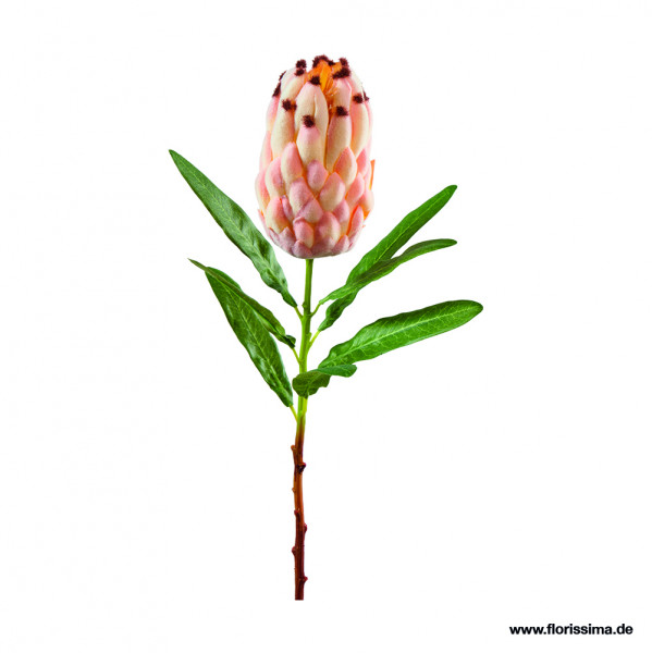 Protea Zweig mit Blatt