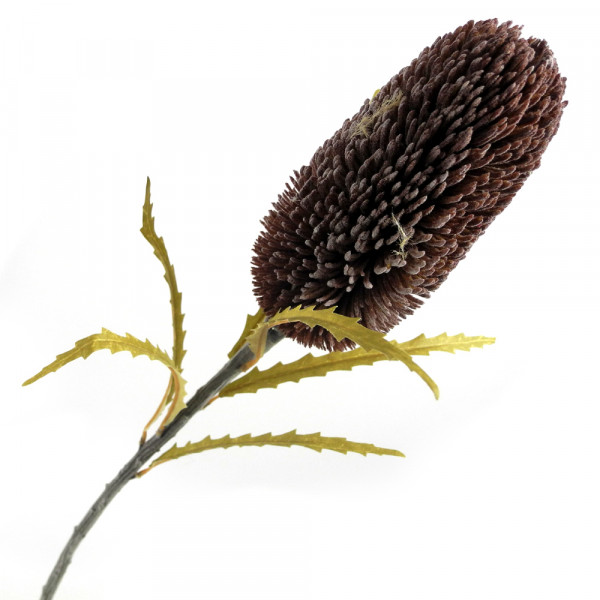 Protea m. 6 Blätter