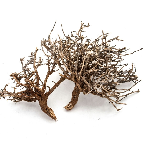 Dry Tree