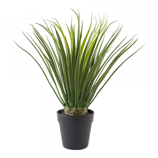 Dracena im Topf