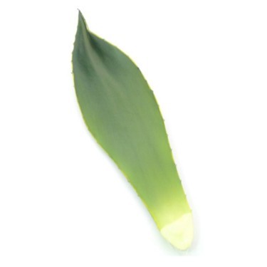 Aloeblatt