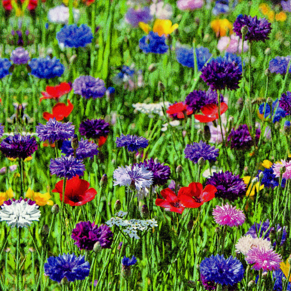 20 Servietten &#039;Flower Field&#039;