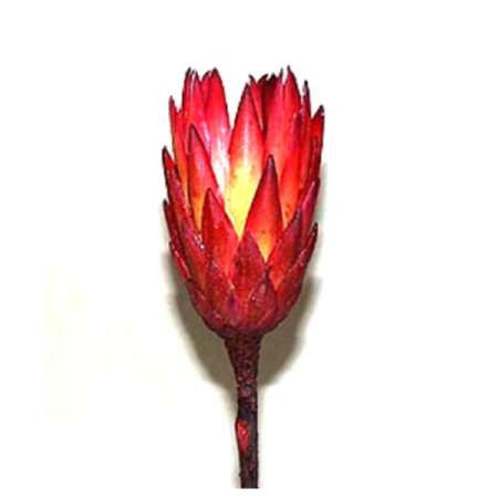 Protea Two-Tone rot lose Umkarton