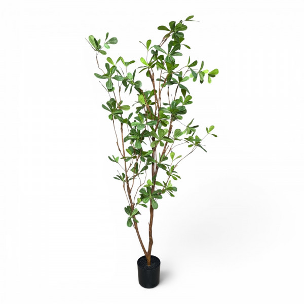 Baum "Alabama" im Topf
