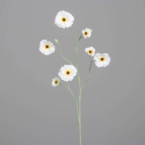 Zinnie mit 7 Blüten