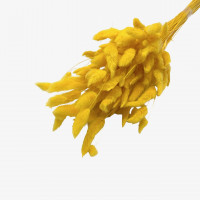 Lagurus 45gr. Lagurus 45gr.