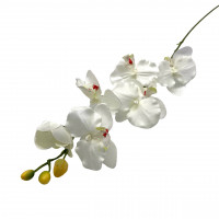 Orchidee Phalaenopsis mit 6 Blüten Orchidee Phalaenopsis mit 6 Blüten