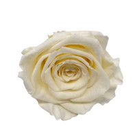 Rosenkopf "Queen" stabilisiert Rosenkopf "Queen" stabilisiert