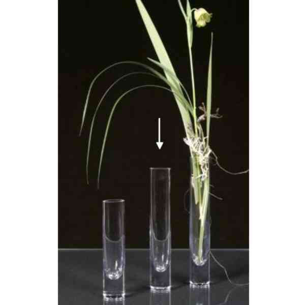 Glas "SOLO"