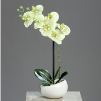Phalaenopsis im Topf Phalaenopsis im Topf