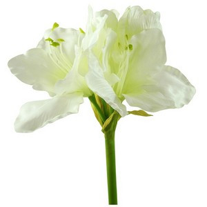 Amaryllis 3 Blüten