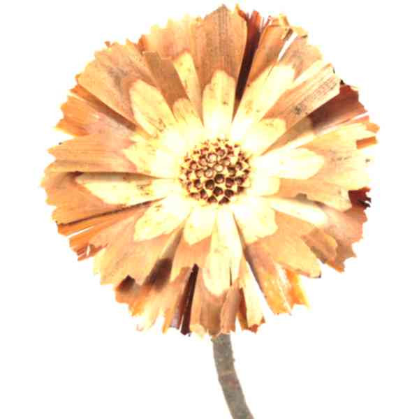 Protea geschn. helle Mitte 8-9cm