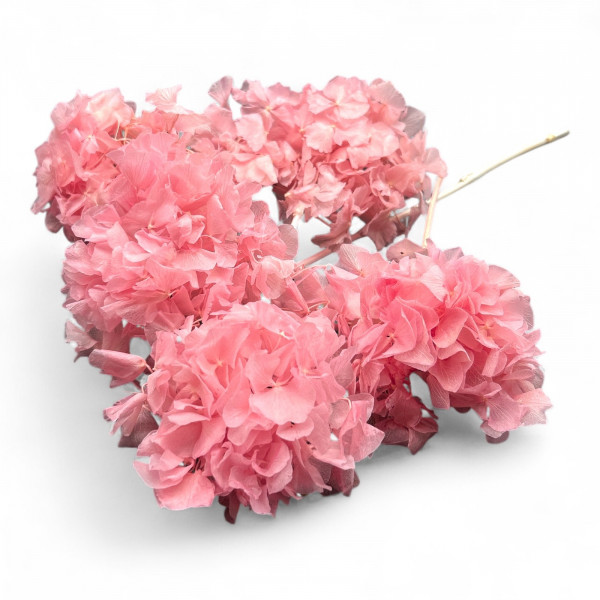 Hortensien Blüte mit Stiel