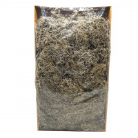 Dschungelmoos Dschungelmoos