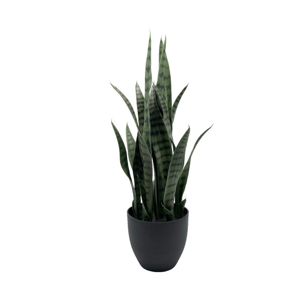 Sanseveria im Topf