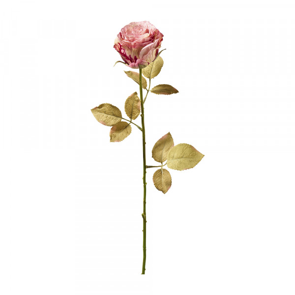 Vorbestellung: (586) Englisch Rose