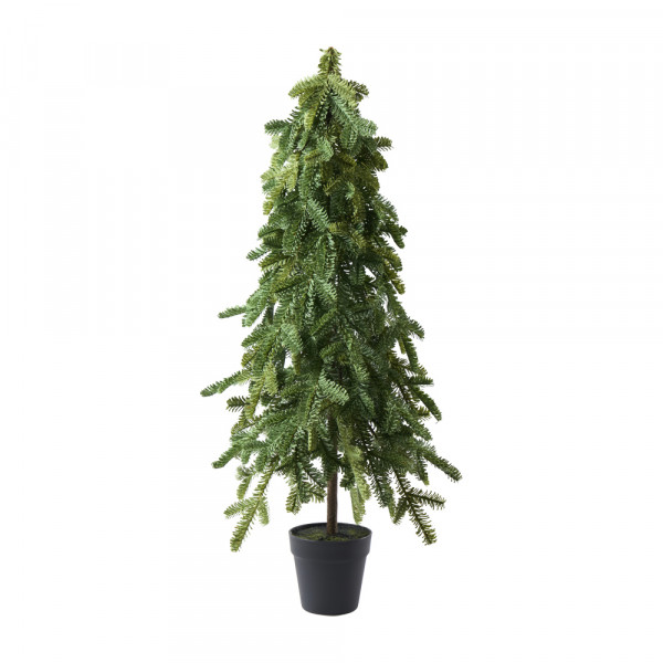 (591) Tanne Noble Pine im Topf