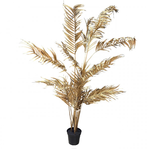 Areca-Palme mit 20 Blättern im Topf